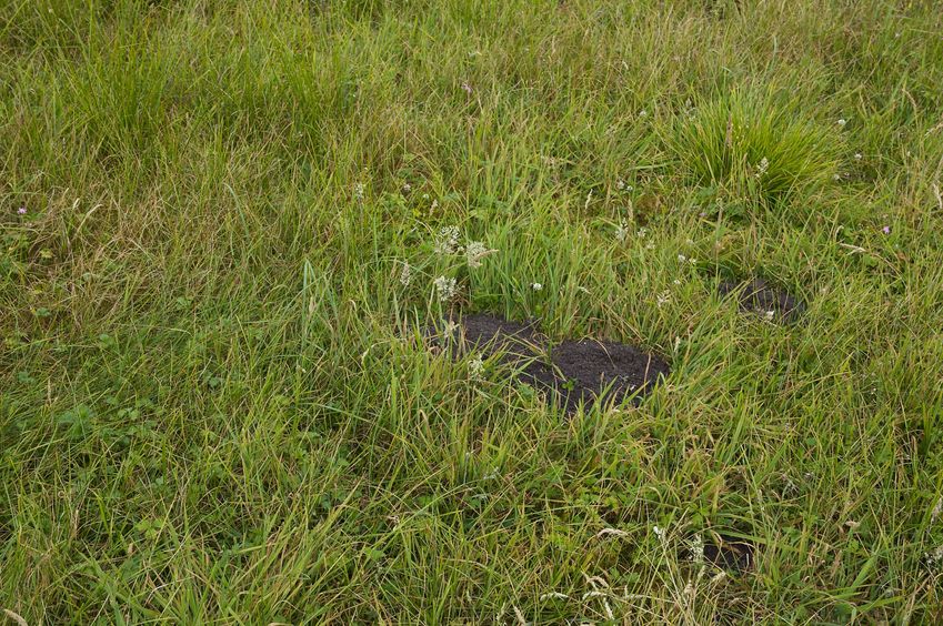 The confluence point lies within a farm pasture