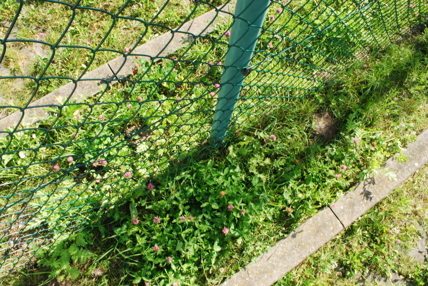 Ground at the fence