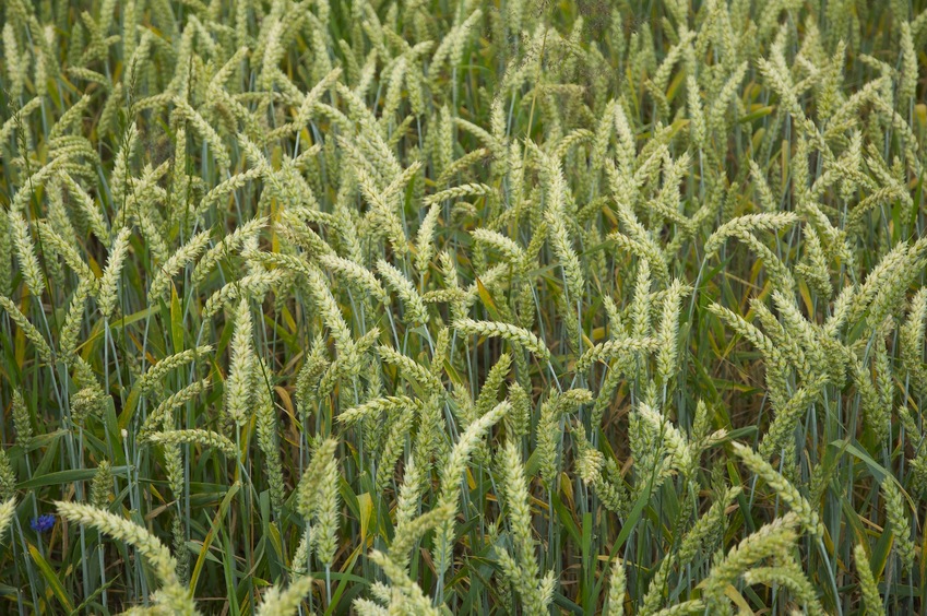 The confluence point lies in a wheat field