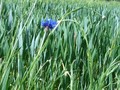 #8: Cornflower in its natural habitat