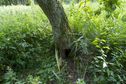 #5: The confluence point lies beside this tree, in a large area of very long grass