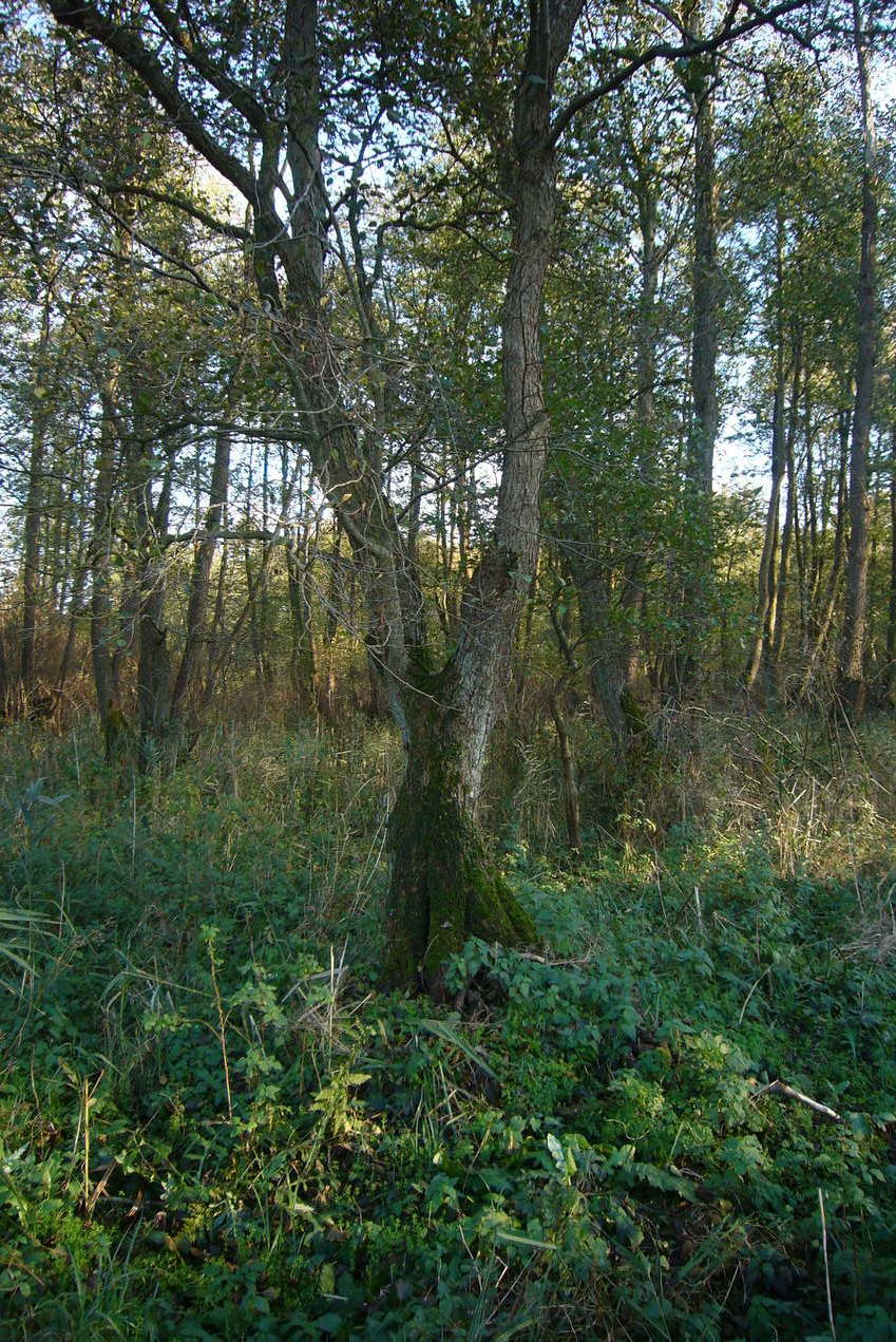 Arbre al punt de confluencia / Tree on the confluence point