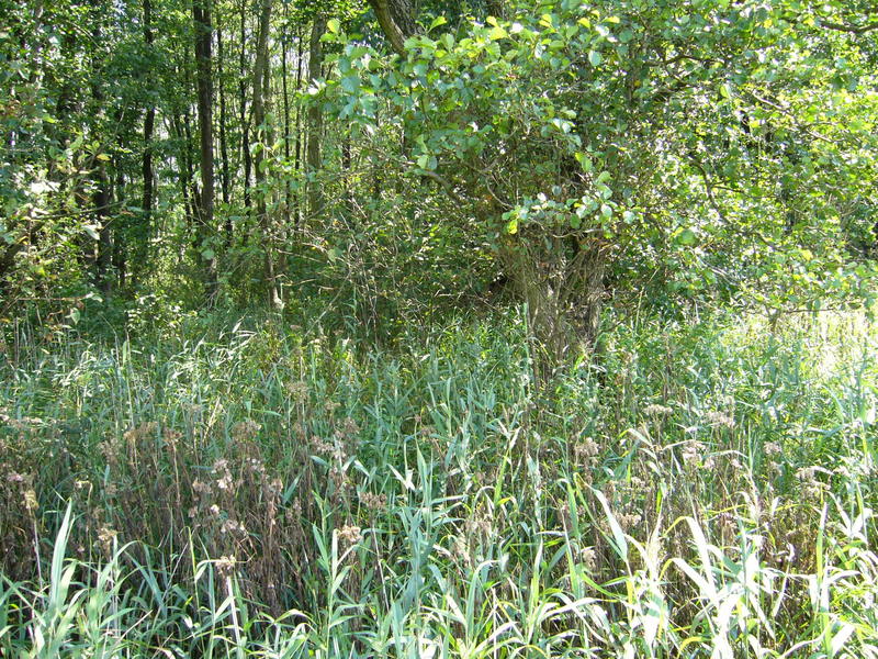 View east towards the forest  