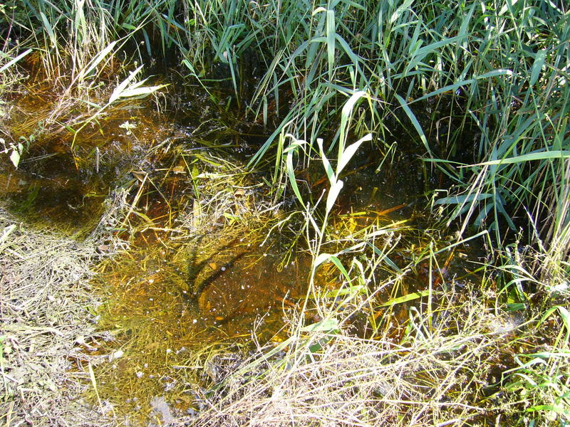 Ground cover, note the deep puddle!