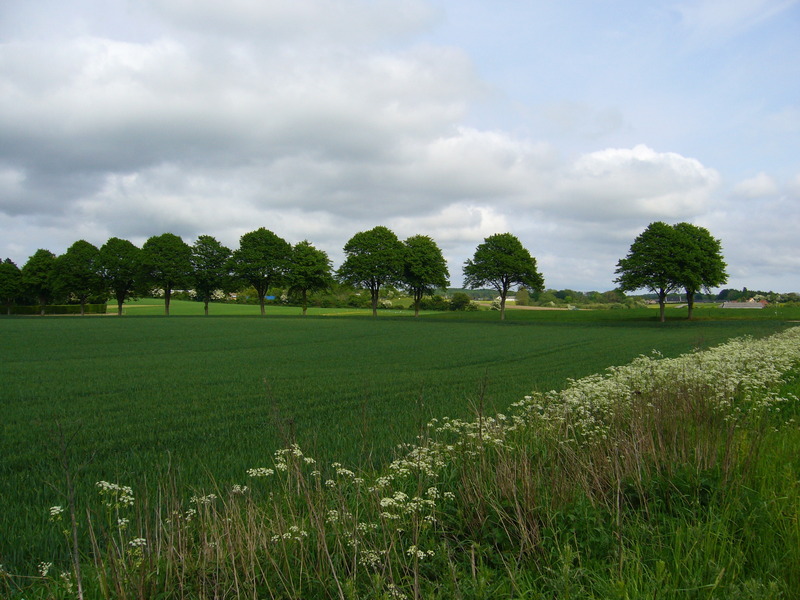 Confluence point in the line of trees in about 170 metres distance, seen from the highway