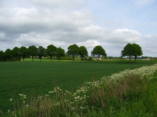 #1: Confluence point in the line of trees in about 170 metres distance, seen from the highway