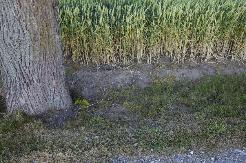 The confluence point lies on a long tree-lined driveway, between two wheat fields