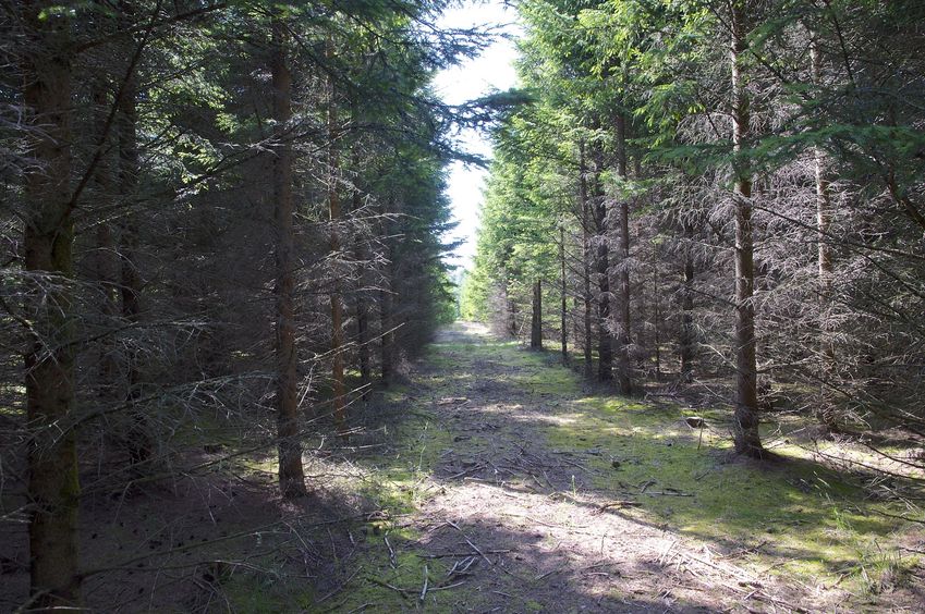 View West (along the path)