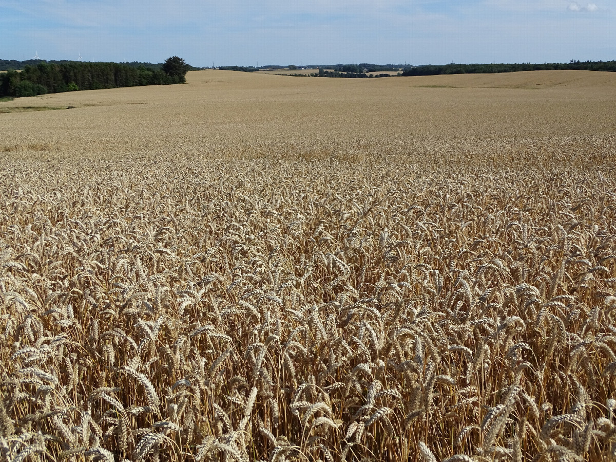 Field With Crop