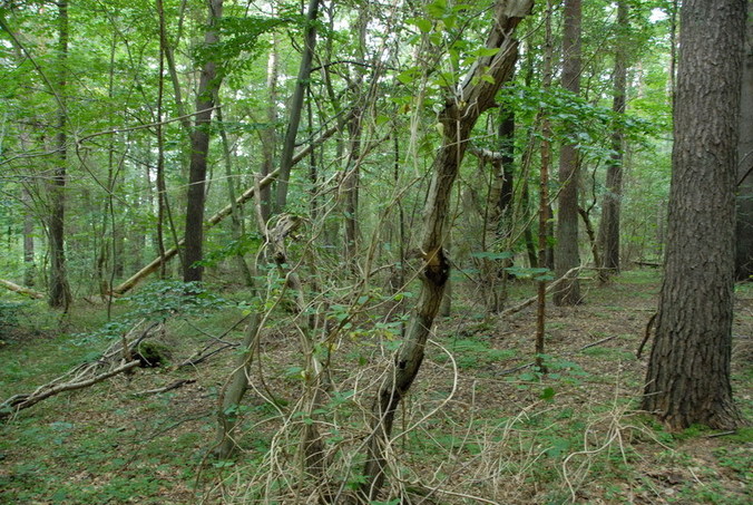 View east / Blick nach Osten