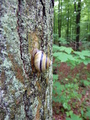 #8: A beautiful snail