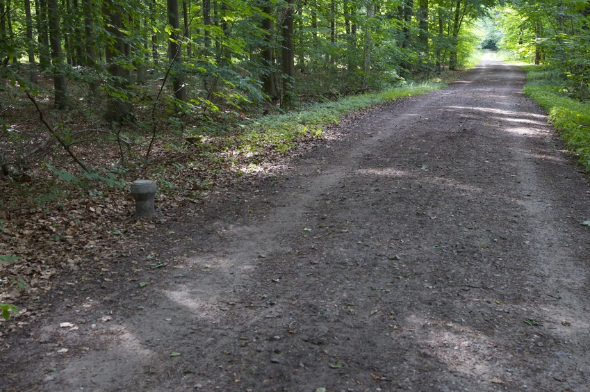 The confluence point lies on this forest path.  (A concrete marker alongside seems to mark the point.)