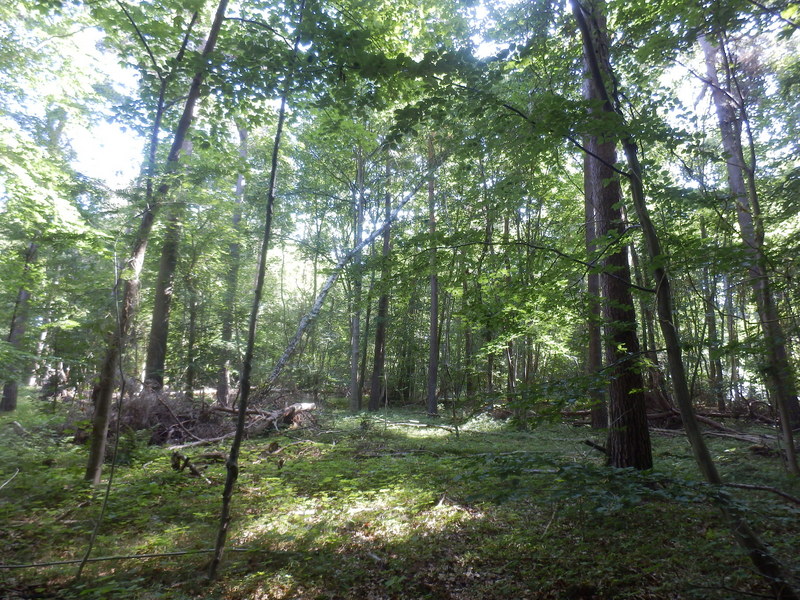 The Confluence from 15 m