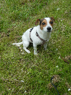 #7: Our dog Emma at the confluence