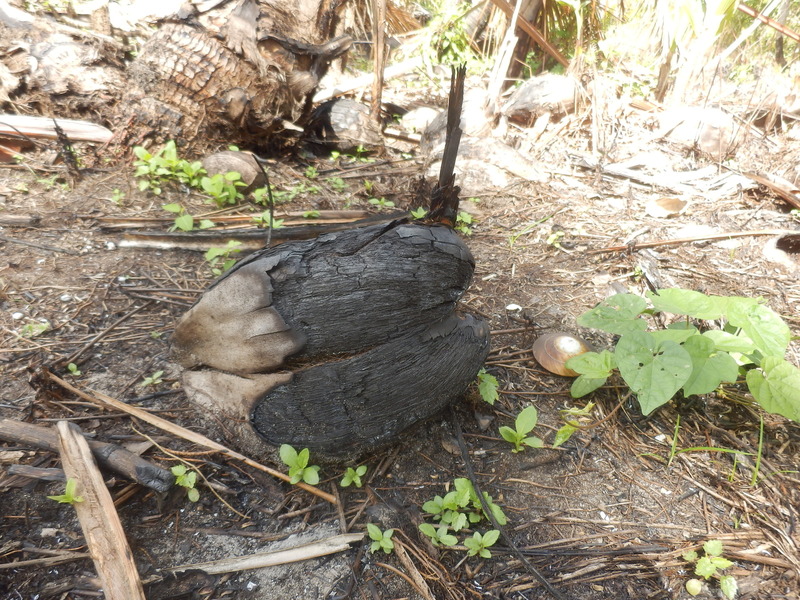 Burnt Coconut