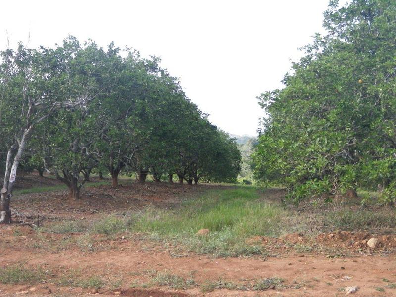 Vista Norte - North View