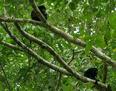 #2: Howler Monkeys