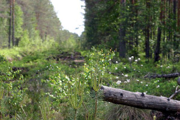 Summer forest, wiev to zero. South-East Estonia.