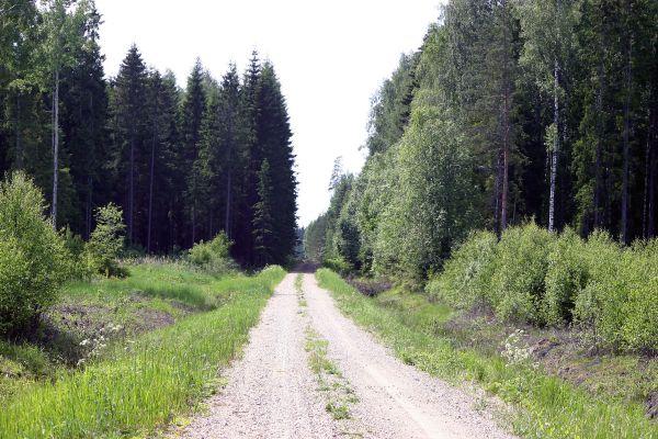 Way to some hundred meters to confluence: Savisaare road.