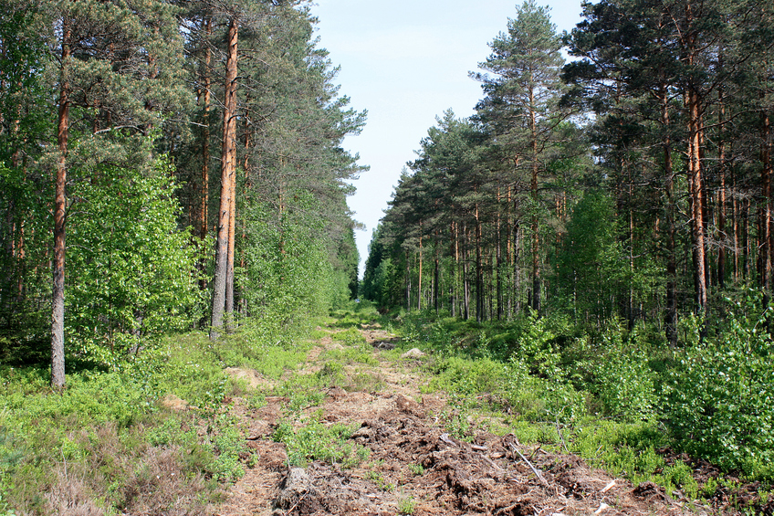 View to the north / Вид на север