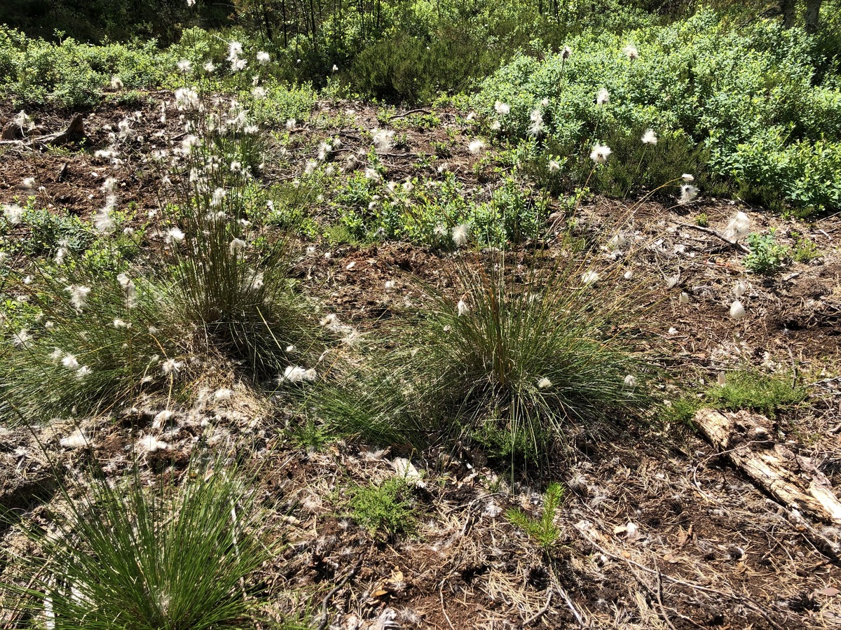 Cotton Grass at the Confluence