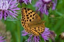 #8: One of the many butterflies seen while walking through the grassy field southeast of the point