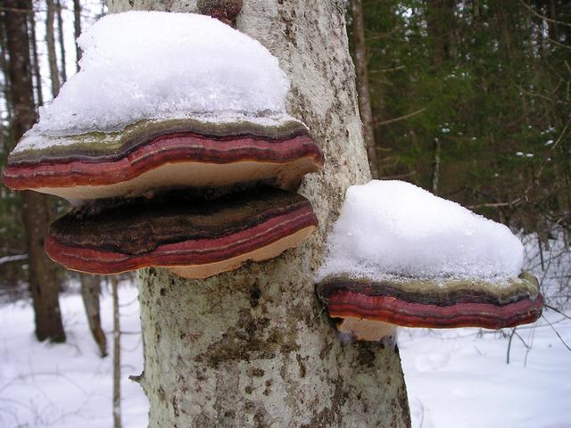 Some mushrooms on confuence point