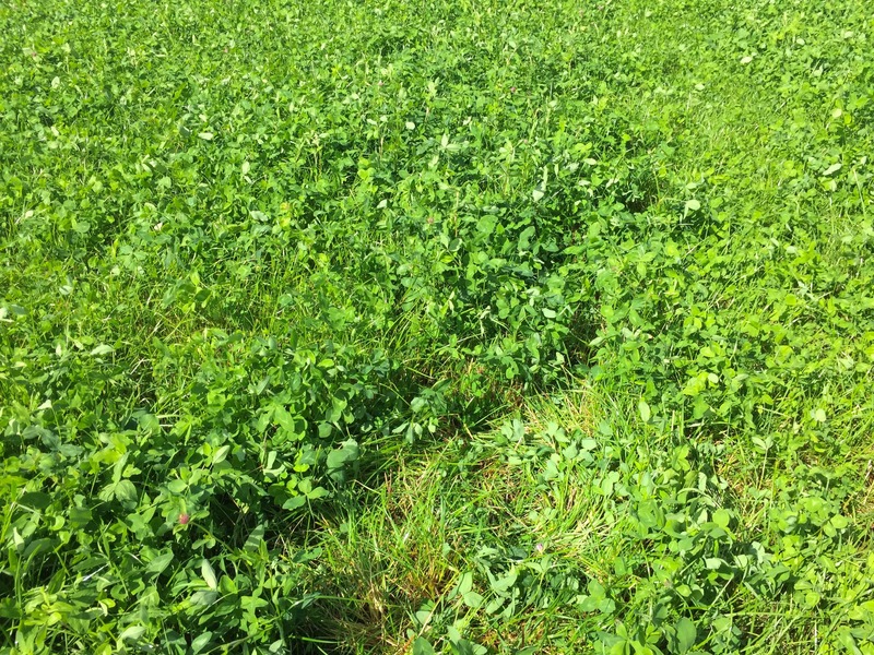 The confluence point lies in a clover field, 150 m east of a rural road