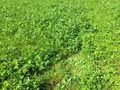 #5: The confluence point lies in a clover field, 150 m east of a rural road