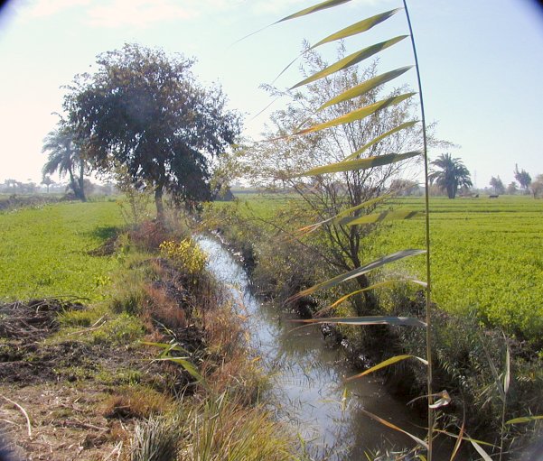 Looking south providing a glimpse of the small ditch that kept me 16 meters shy of the mark. (No stepping in the water for this one – schistosomiasis is not for me!)