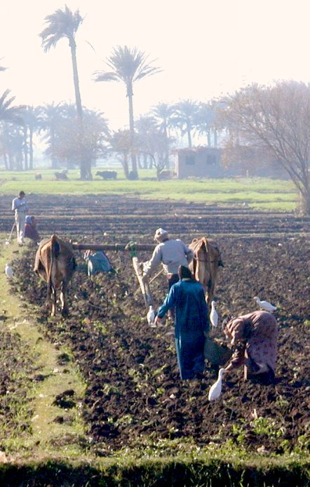 Standard Equipment: A 2 buffalo, 1 bottom plow, complimented by two women spreading seed. It takes 16 passes of the plow to create a plot of land with 15 rows!