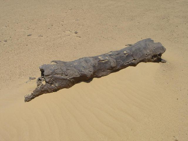 A good example of a pertified tree that are very common in this part of the western desert.