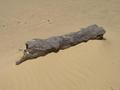 #8: A good example of a pertified tree that are very common in this part of the western desert.