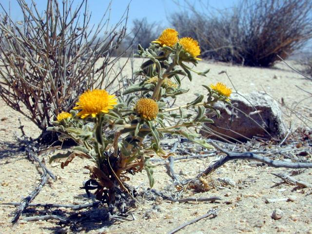 Desert flowers