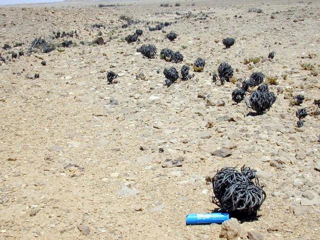 A Garden or the rare Desert Rose