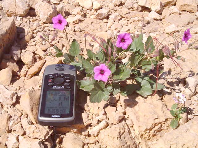 There were lots of these flowers (geranium) over the jabals and ravines.