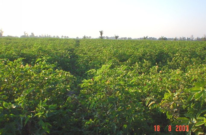 Cotton fields to the North.