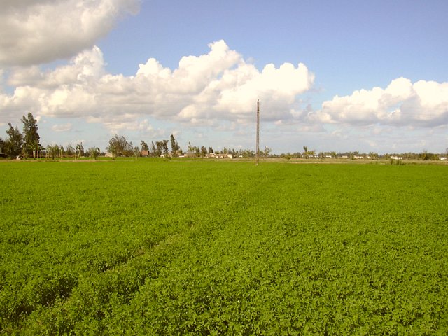 To the NW: The field in which the confluence point lays