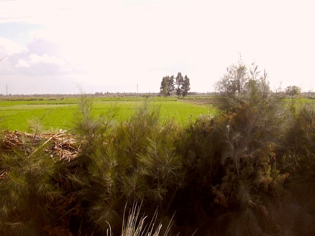 To the SE: A view across the brook