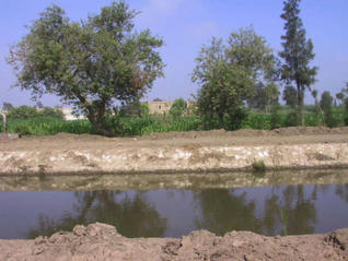 #1: Looking across canal at the Confluence - between the trees