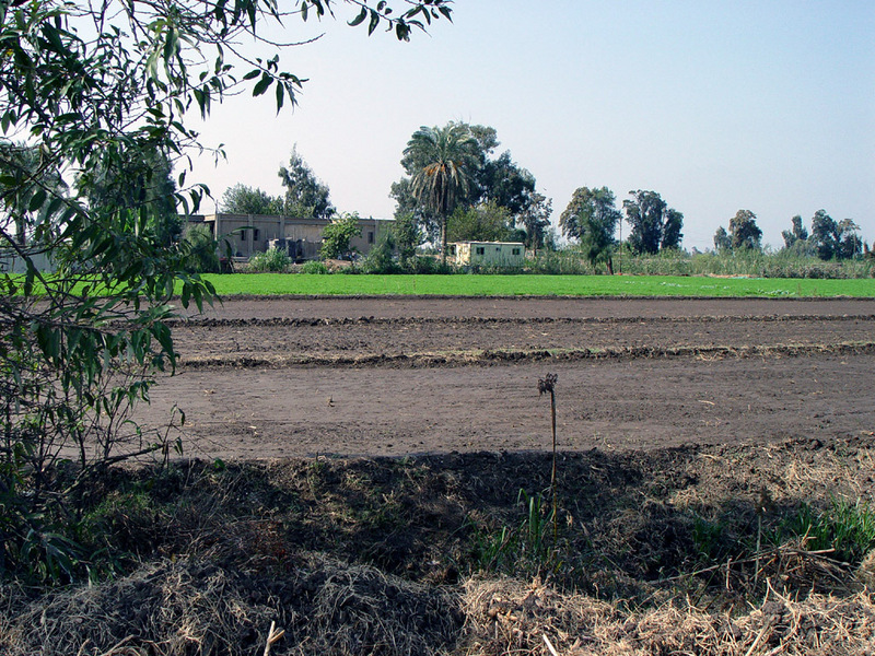 Looking west: the wet field we went through