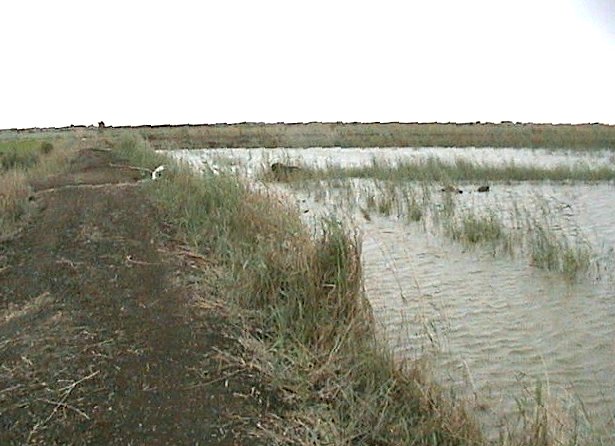 Confluence Point 31N 32E is just inside the fish pond in the foreground.