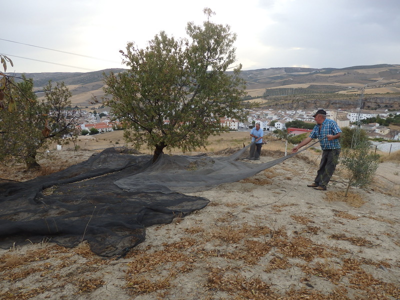 Harvesting Almonds 100 m from the Confluence