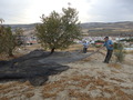 #11: Harvesting Almonds 100 m from the Confluence