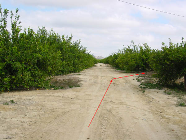 En el limonar / In the lemon grove