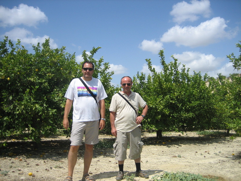 Entre limoneros / Among lemon