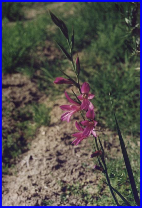 Flowers near Confluence