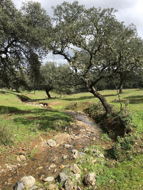 Creek near the Confluence