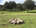 #11: Lazy pigs