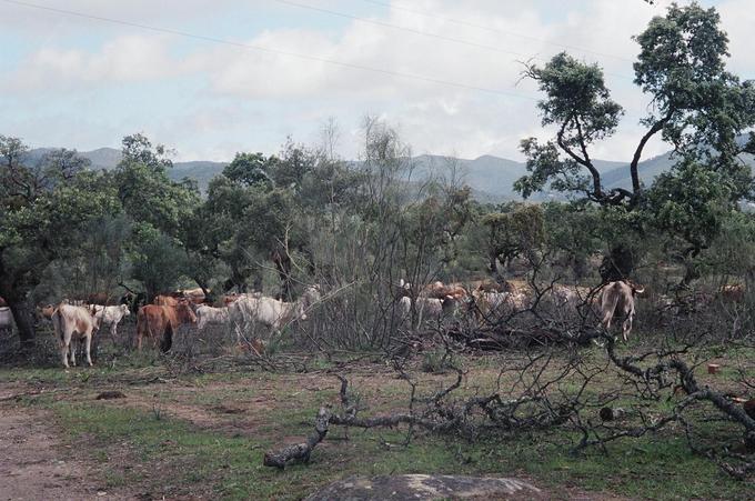 These cows don't look very hospitable